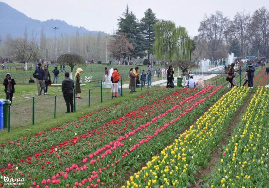 بازگشایی بزرگترین باغ گل لاله در آسیا در منطقه سرینگر کشمیر 