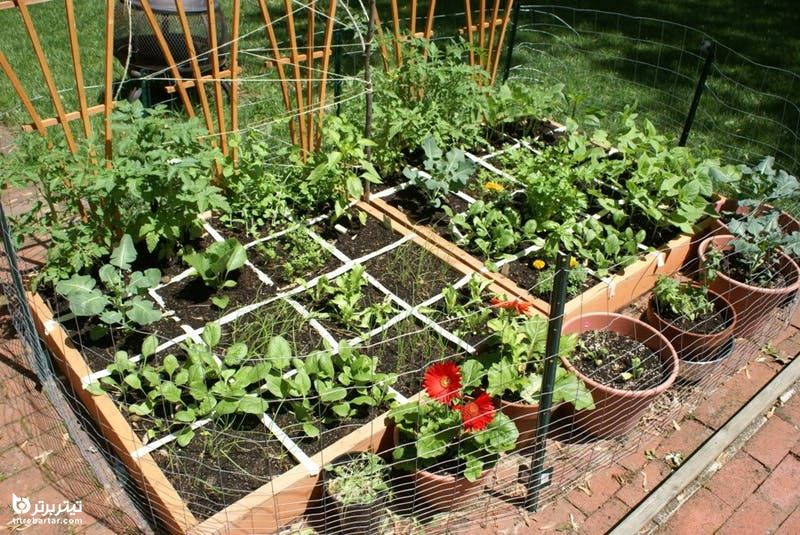 آشنایی با سبک کاشت انواع سبزیجات بهاره در خانه