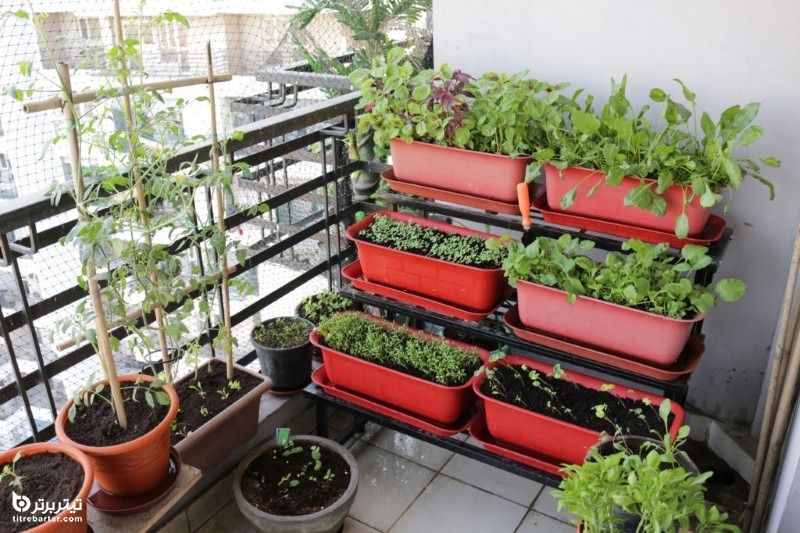 نحوه کاشت سبزی تازه در خانه
