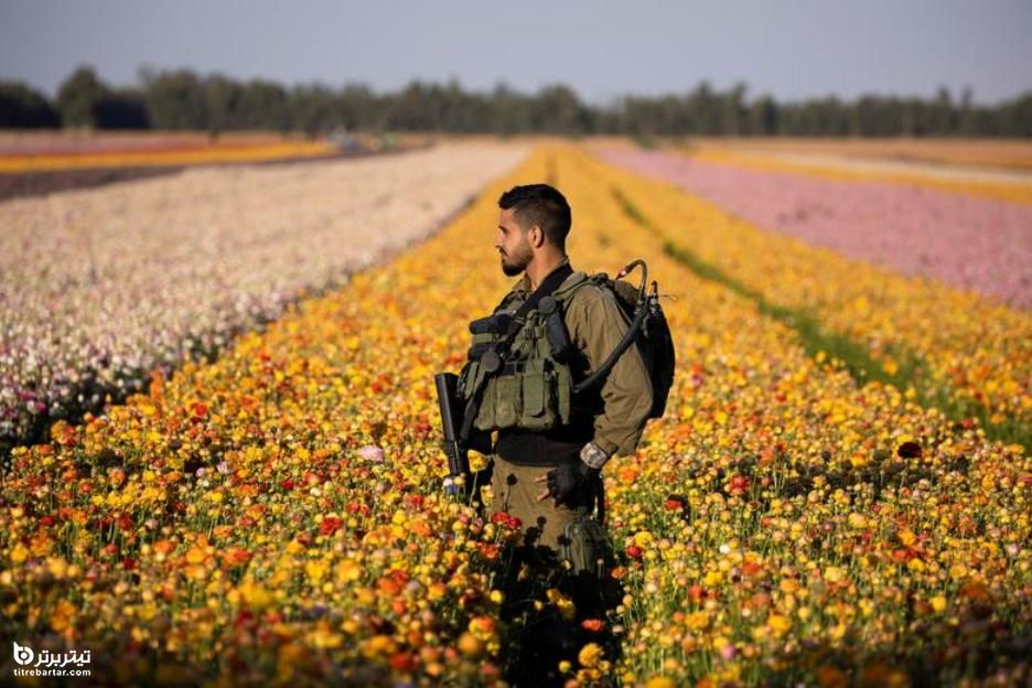 یک سرباز اسرائیلی در مزرعه ای از گل های گلابی بیرون نوار غزه قدم می زند