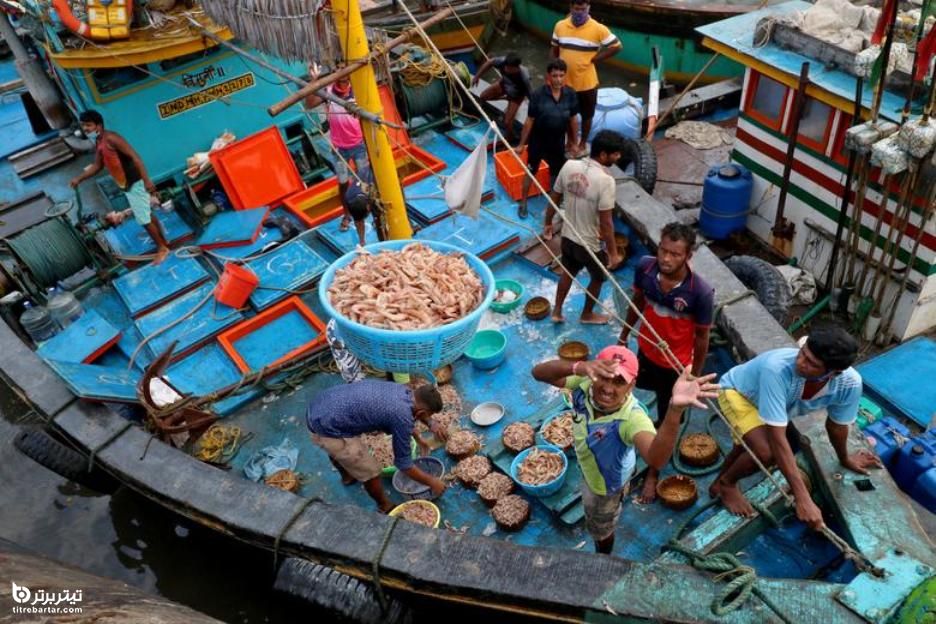 صید میگو توسط ماهیگیران و مرتب سازی برای انتقال به بازار ماهی بمبئی هند 