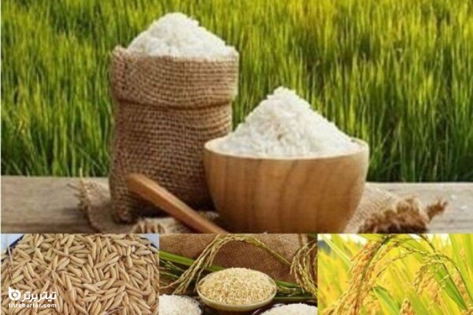 نوع برنج عرضه شده در بورس کالا چیست؟