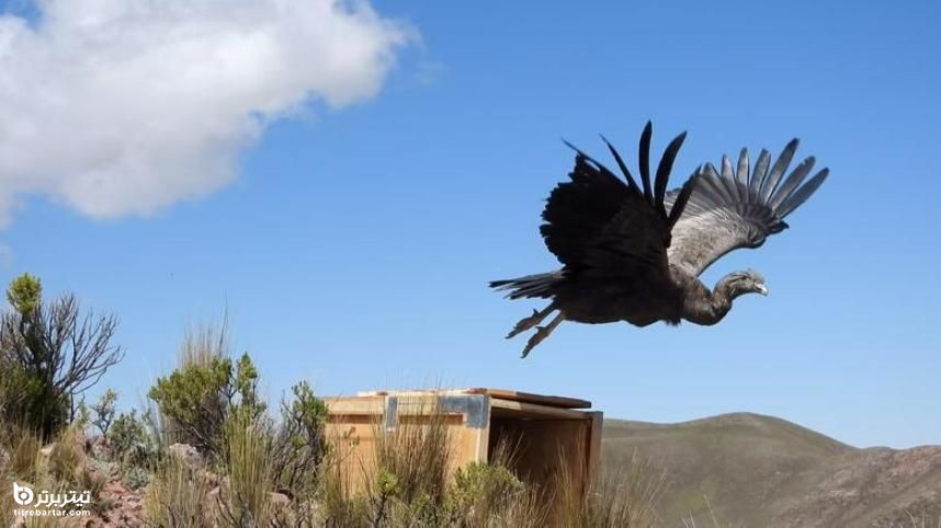 آزادسازی یک کاندور آندایی پنج ساله پس از پرستاری در طبیعت بولیوی 