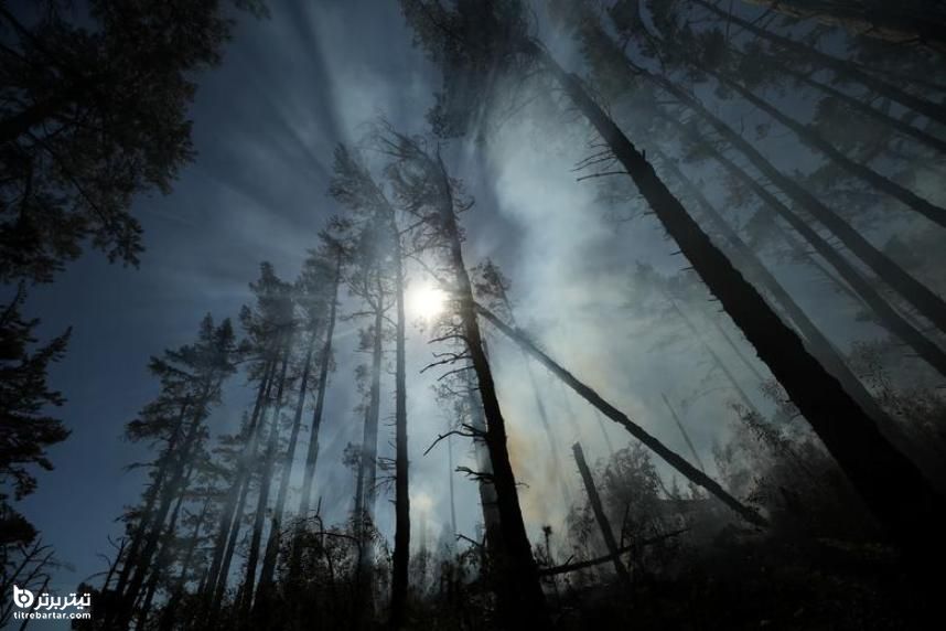 درختان کفن پوش از دود بدنبال آتش سوزی در دامنه های کوه تیبل در آفریقای جنوبی