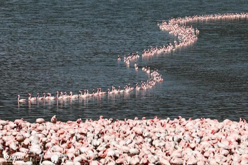 نظم جمعیت فلامینگوها در دریاچه بوگوریا کنیا