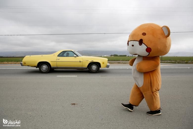 فردی مشهور به خرس سان در شبکه های اجتماعی با کت و شلوار خرس در جاده هالیستر کالیفرنیا راه می روند