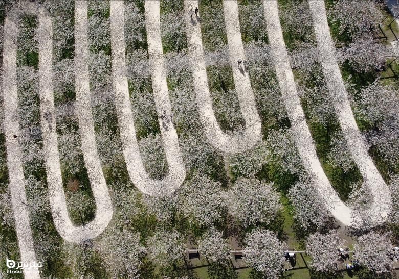 بزرگترین باغ گیلاس جهان در Taihaku با 329 درخت 