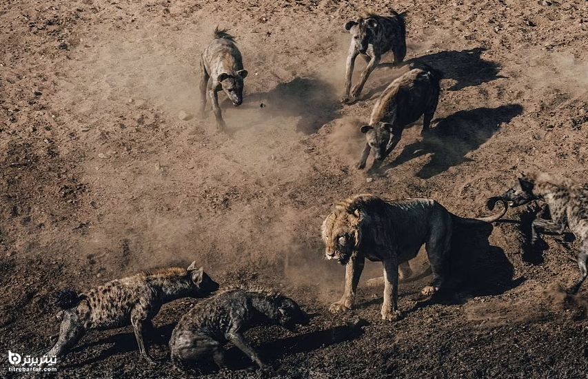 مبارزه یک شیر با ده‌ها کفتار بر سر یک گاومیش در حیات وحش آفریقا 