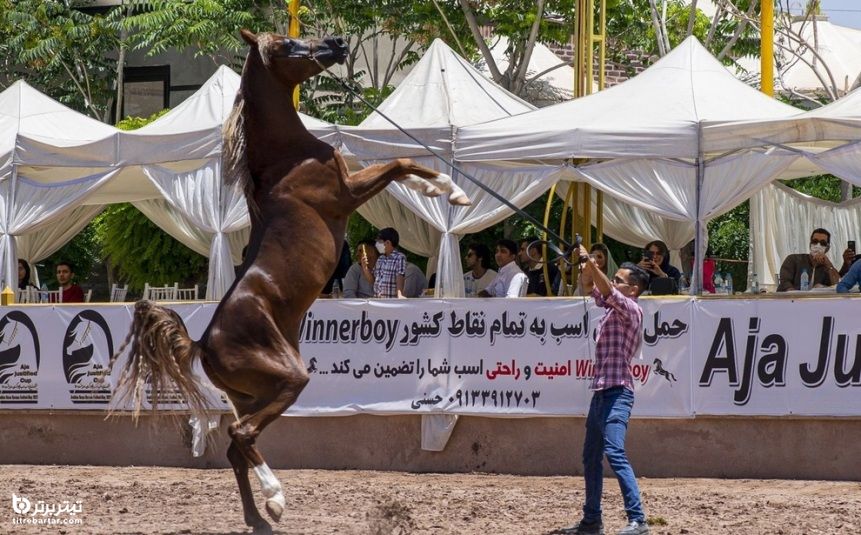 دهمین دوره مسابقات زیبایی اسب عرب ایران در کرمان