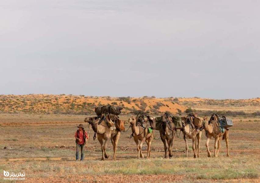 آغاز سفر ۵۵۰۰ کیلومتری یک زن 32 ساله با پنج شتر برای عبور از غربی‌ترین نقطه استرالیاتا شرقی‌ترین نقطه این کشور