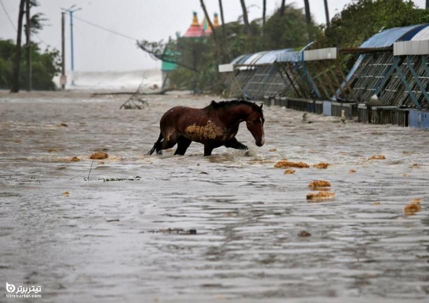عبور یک اسب پس از بارندگی و طوفان هند