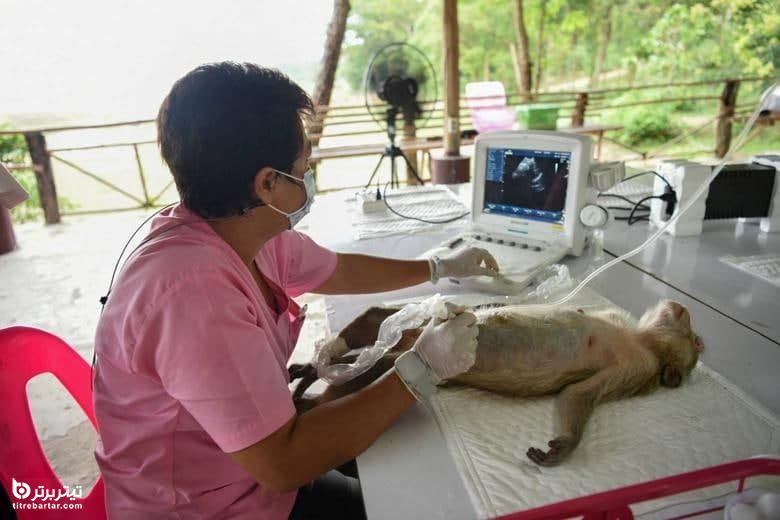 سونوگرافی از جنین یک میمون آبستن در تایلند