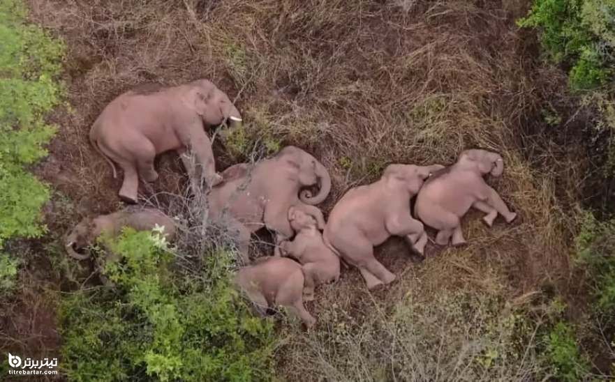 خواب فیل ها در جنگلی در نزدیک شهر کانمینگ در استان یونان چین