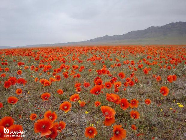 سفر به سرزمین خوشه های طلایی