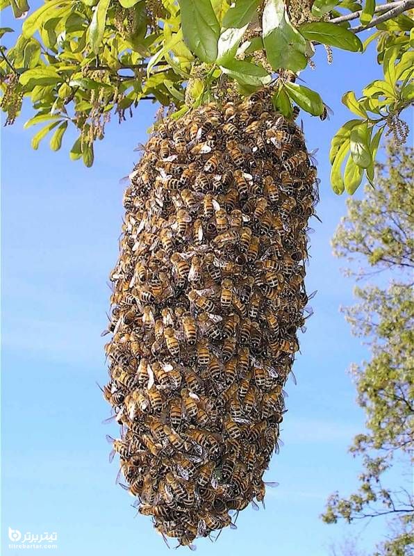 تاثیر نیش زنبور عسل بر ویروس کرونا