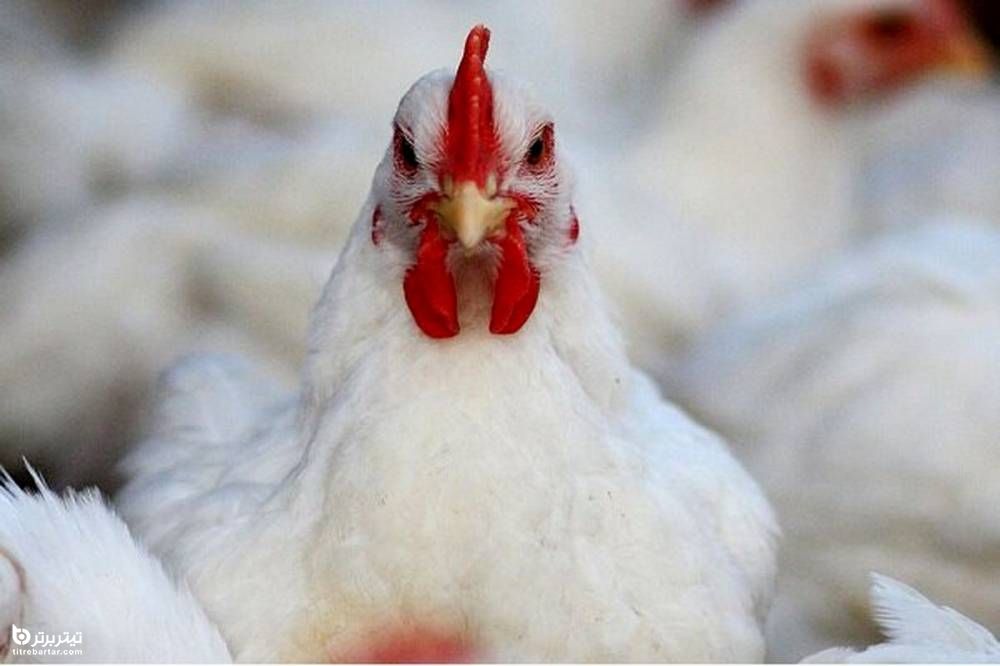 آیا قیمت مرغ کاهش می یابد؟