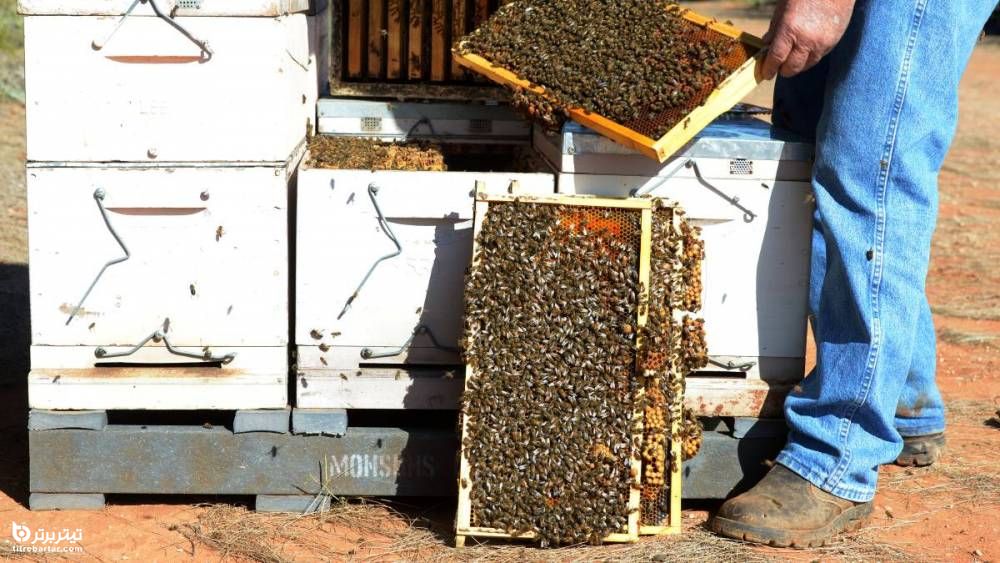 درآمد شغل زنبورداری در سال 1400