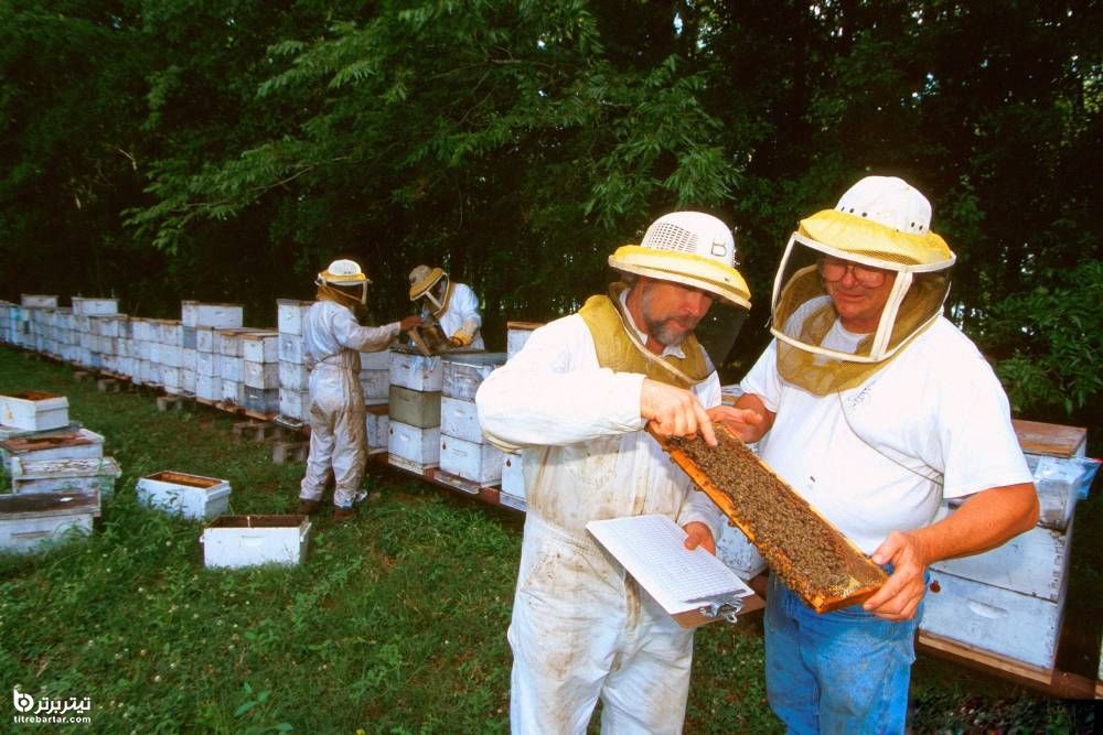 شغل زنبورداری را چگونه شروع کنم؟