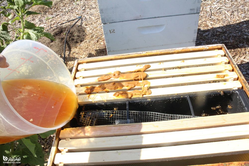 نحوه نگهداری زنبور عسل در زمستان