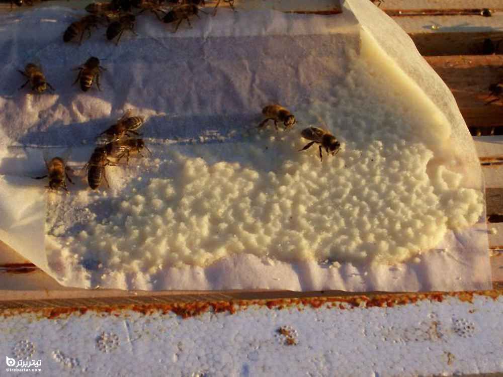آماده سازی زنبوران برای غذا خوردن در فصل زمستان