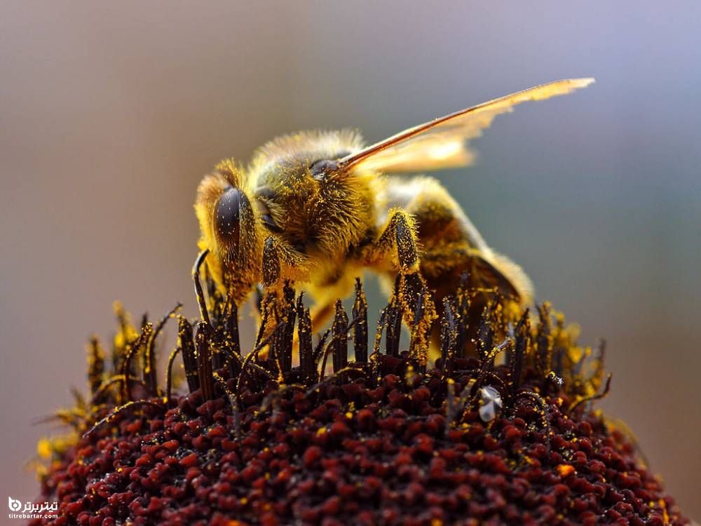 تاثیر زنبور درمانی بر بالا بردن سیستم ایمنی بدن