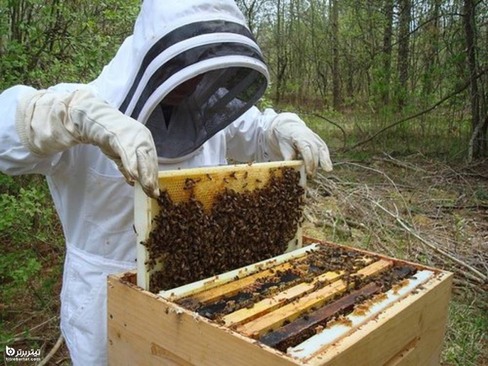 عسل چه خاصیتی برای بدن دارد؟
