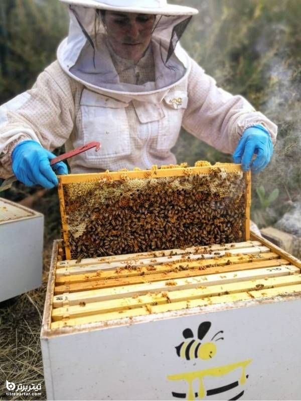 نحوه تشخیص ملکه زنبور عسل