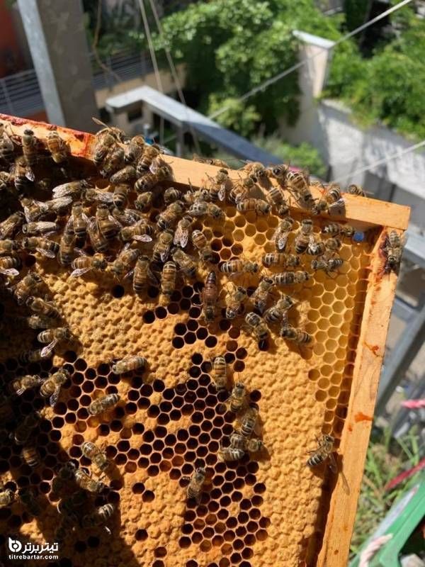 ملکه زنبور عسل چه خصوصیات ویژه‌ای دارد؟