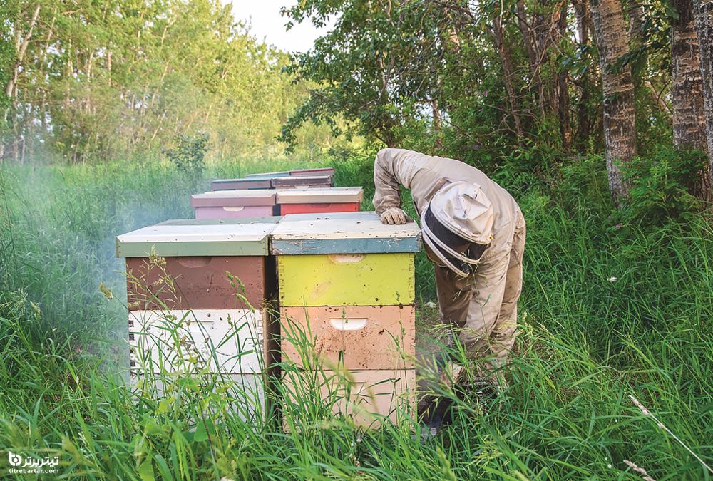 محاسبه قیمت عسل طبیعی برمبنای بهای تمام شده