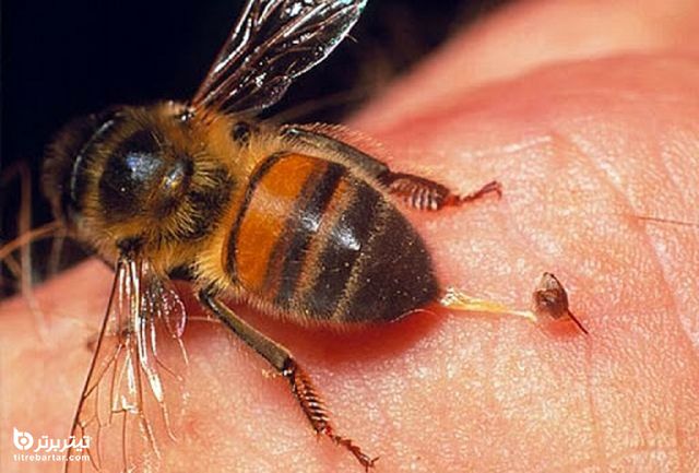 خطر نیش زدن زنبور عسل در چه مواقعی بیشتر است؟