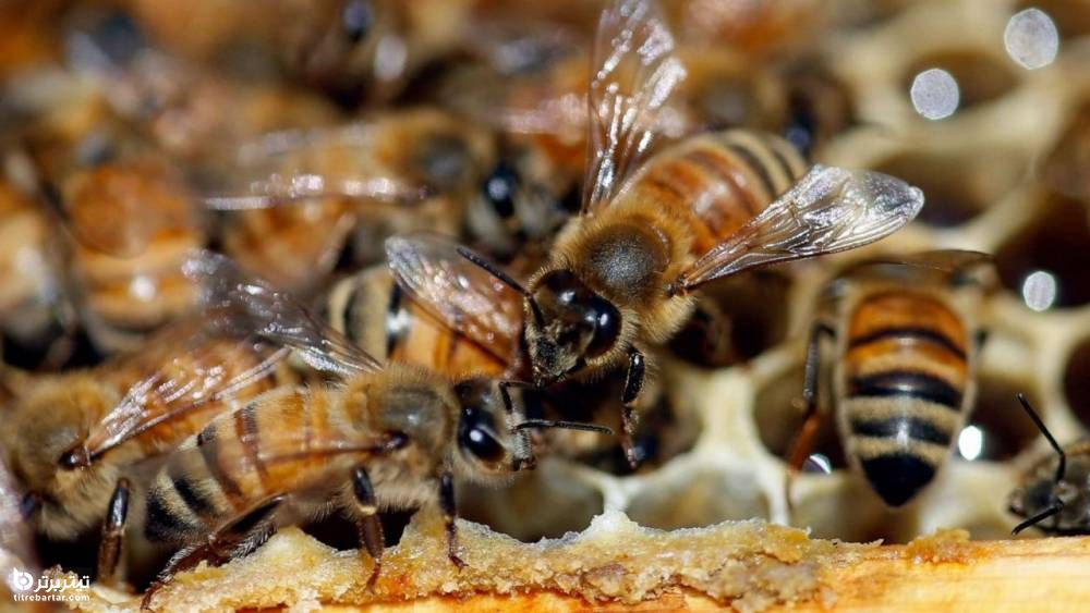 مزایای زهر زنبور عسل