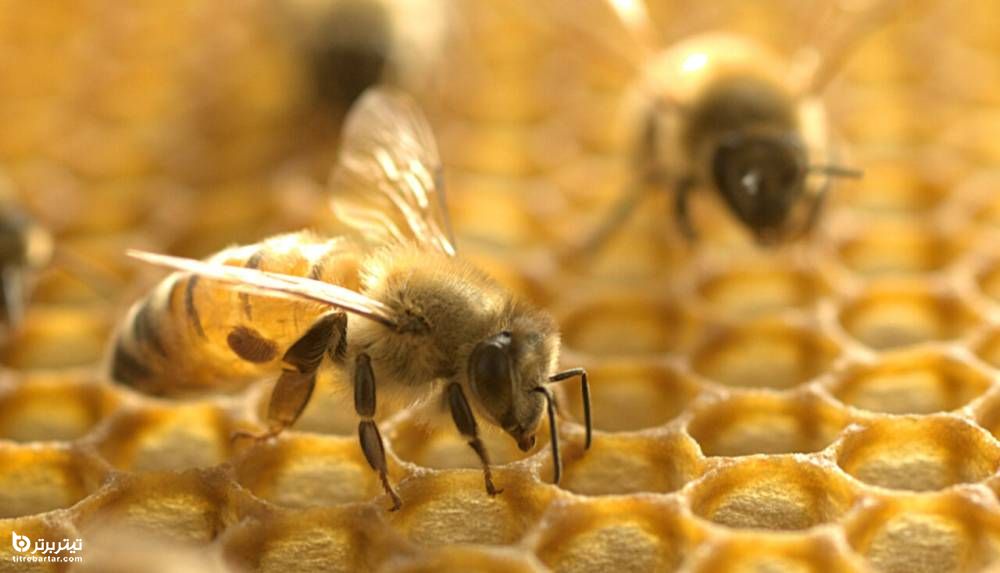 درمان دارویی زهر زنبور عسل