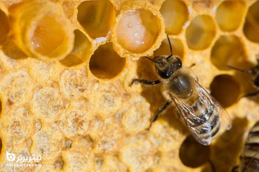  غذای اصلی ملکه زنبورها چیست؟