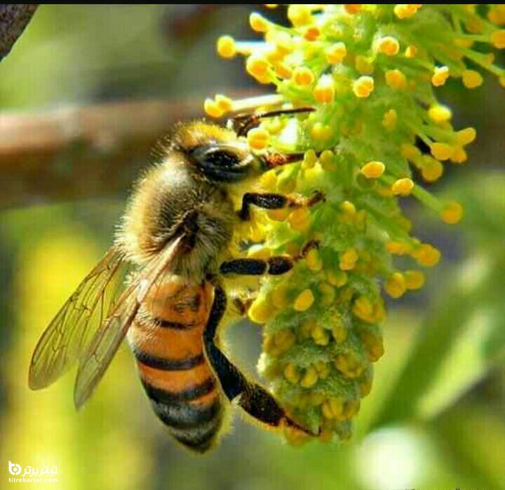 درمان آلرژی با گرده زنبور عسل