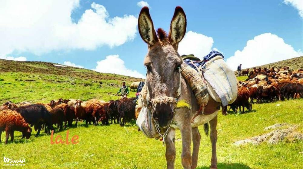 تصاویر زیبا از روستای تورجان