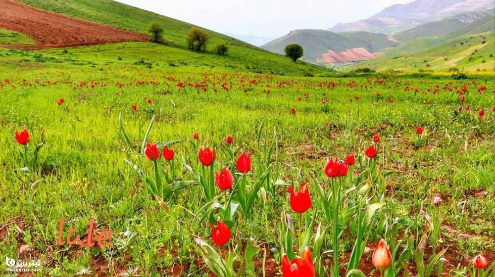 تصاویر زیبا از روستای تورجان