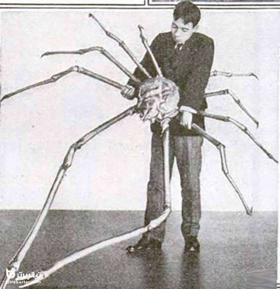 خرچنگ عنکبوتی ژاپنی
