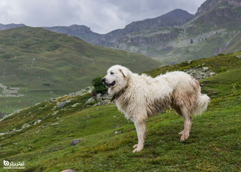 10-سگ کوهستان پیرنه