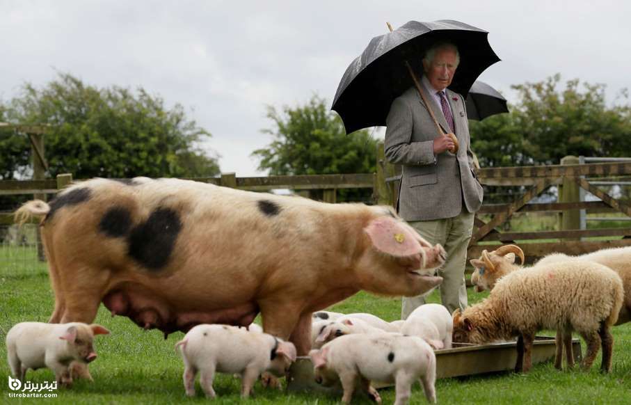 شاهزاده انگلیس در هنگام بازدید از پارک مزرعه Cotswold در نزدیکی Cheltenham ، انگلستان
