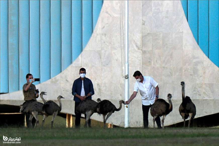 رئیس جمهور برزیل ، جایر بولسونارو درحال نوازش شترمرغ ها