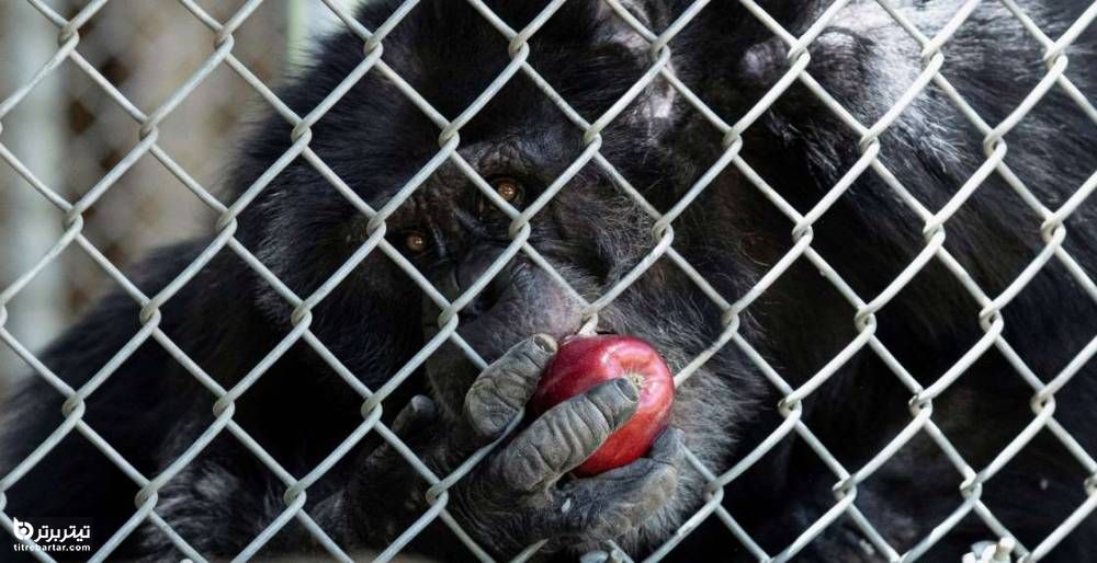  روز جهانی شامپانزه در سیلمار ، کالیفرنیا
