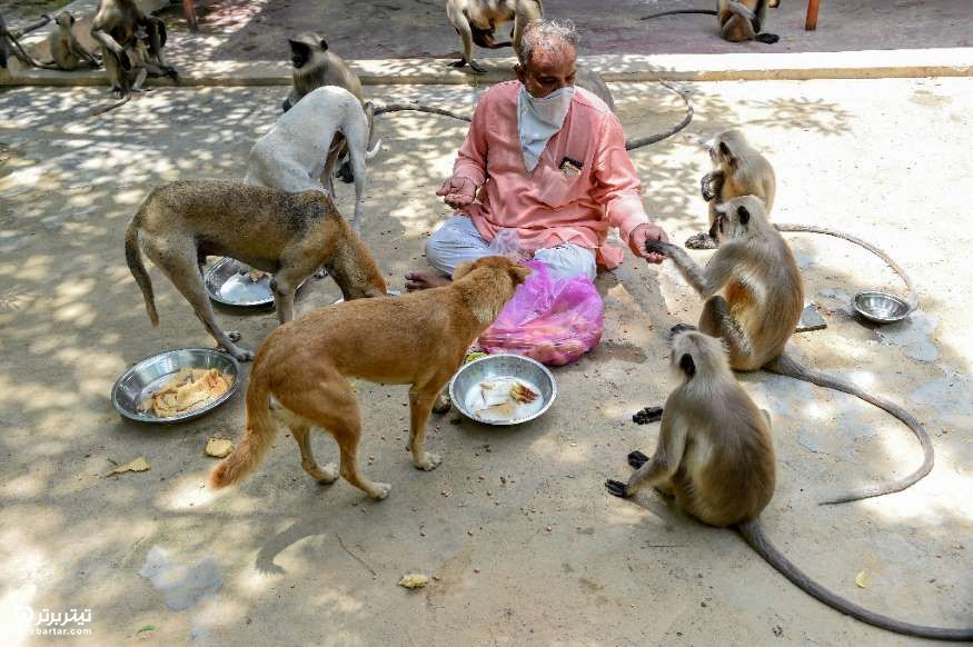 سرپرست معبدی در هند در حال غذا دادن به میمون ها