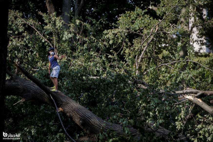 بالا رفتن کودکی از درخت در پی طوفان استوایی ، نیویورک