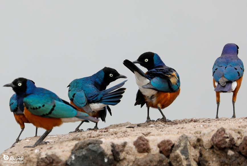 پرندگان زیبا در پارک ملی امبوسلی