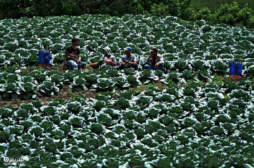 مزارع کلم در هندوراس