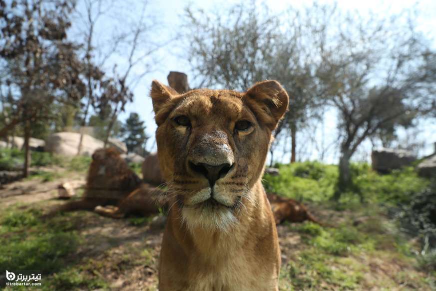 یک شیر ماده در باغ وحش بوئین، شیلی