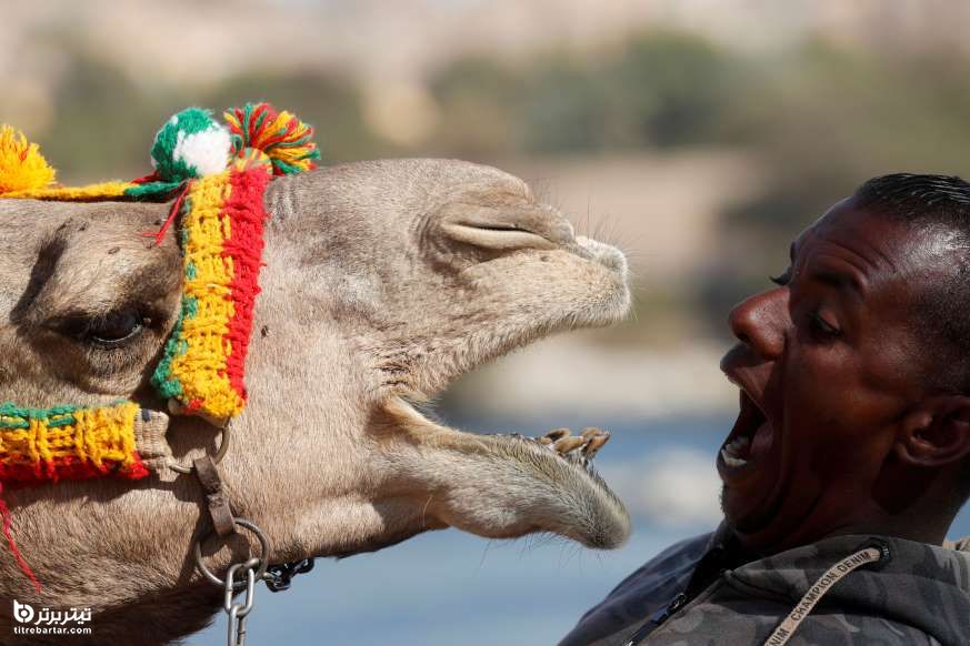 مردی هنگام بازی با شترش در اسوان ، مصر