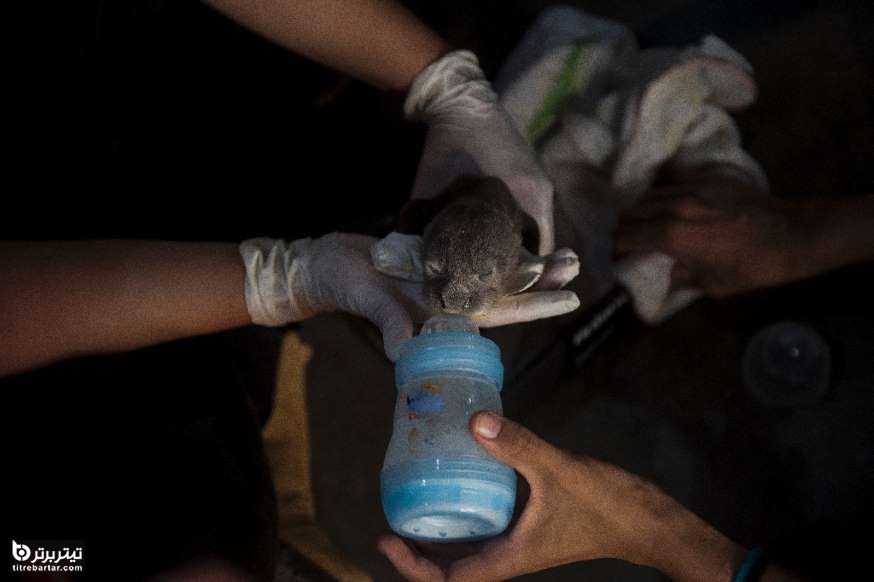 غذل دادن به یک سمور  در مرکز نجات حیوانات برزیل 