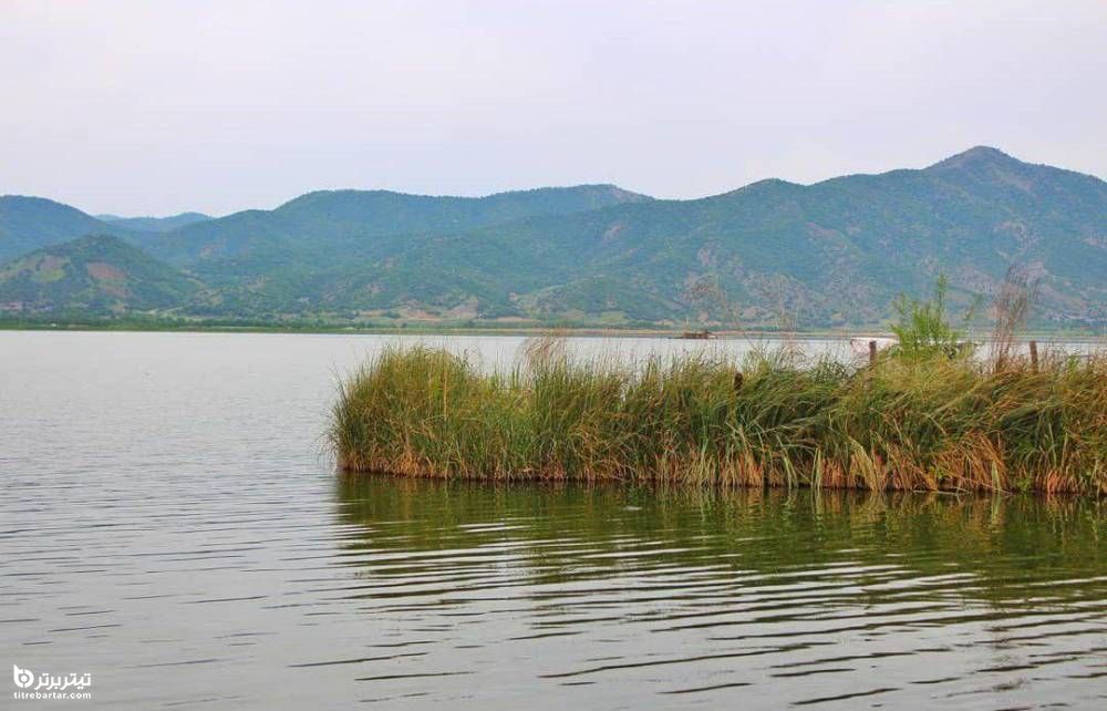 پوشش گیاهی و جانوری دریاچه زریوار