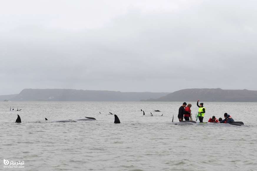 نجات نهنگ ها در ساحل، استرالیا
